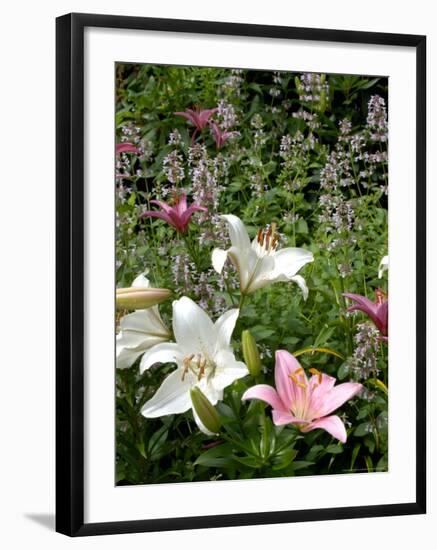Pink and White Asiatic Lilies, Reading, Massachusetts, USA-Lisa S. Engelbrecht-Framed Photographic Print