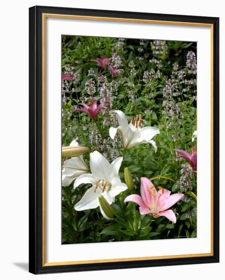 Pink and White Asiatic Lilies, Reading, Massachusetts, USA-Lisa S. Engelbrecht-Framed Photographic Print