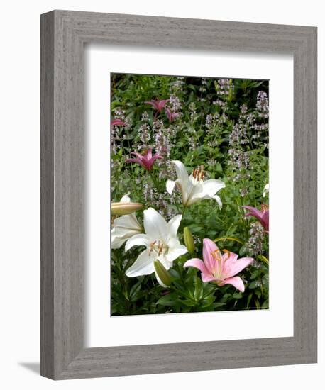 Pink and White Asiatic Lilies, Reading, Massachusetts, USA-Lisa S. Engelbrecht-Framed Photographic Print