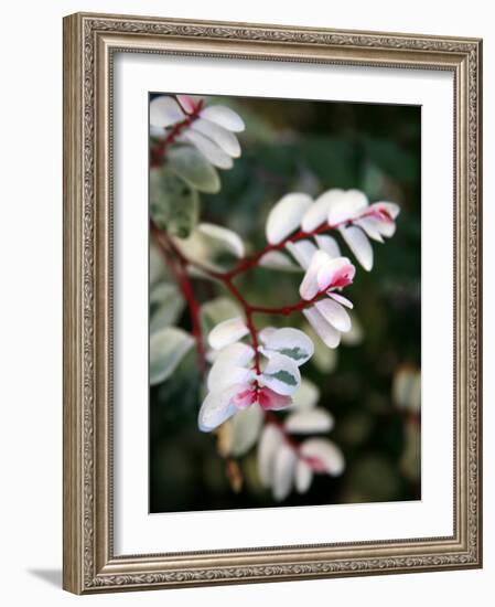 Pink and White Flower-Nicole Katano-Framed Photo