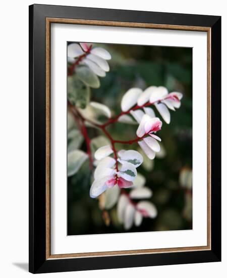 Pink and White Flower-Nicole Katano-Framed Photo