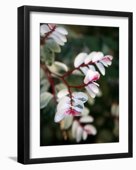 Pink and White Flower-Nicole Katano-Framed Photo