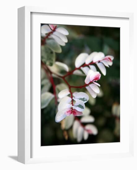 Pink and White Flower-Nicole Katano-Framed Photo