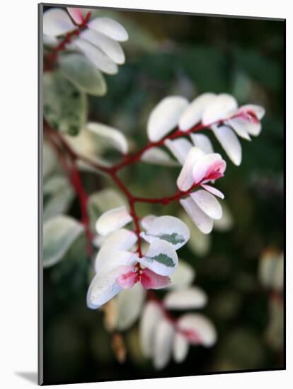 Pink and White Flower-Nicole Katano-Mounted Photo