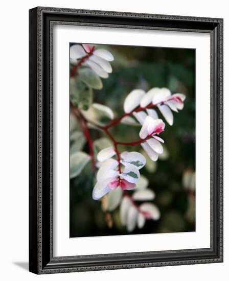 Pink and White Flower-Nicole Katano-Framed Photo