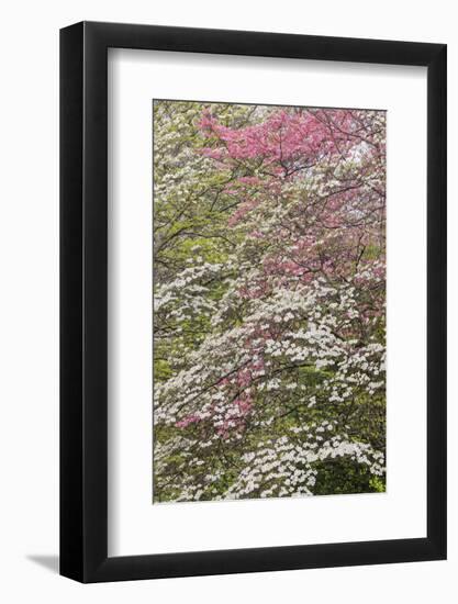 Pink and white flowering dogwood trees, Kentucky-Adam Jones-Framed Photographic Print