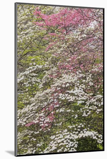 Pink and white flowering dogwood trees, Kentucky-Adam Jones-Mounted Photographic Print