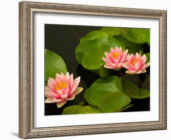 Pink and White Hardy Water Lilies, Kenilworth Aquatic Gardens, Washington DC, USA-Corey Hilz-Framed Photographic Print