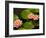 Pink and White Hardy Water Lilies, Kenilworth Aquatic Gardens, Washington DC, USA-Corey Hilz-Framed Photographic Print