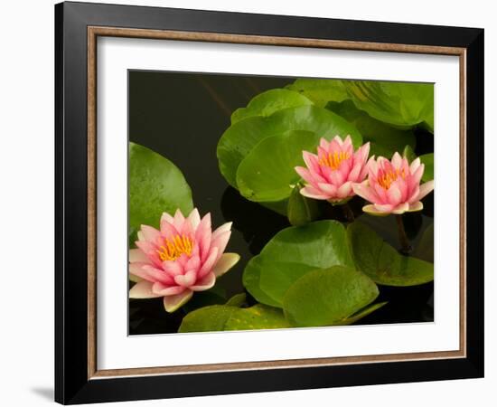 Pink and White Hardy Water Lilies, Kenilworth Aquatic Gardens, Washington DC, USA-Corey Hilz-Framed Photographic Print