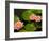 Pink and White Hardy Water Lilies, Kenilworth Aquatic Gardens, Washington DC, USA-Corey Hilz-Framed Photographic Print