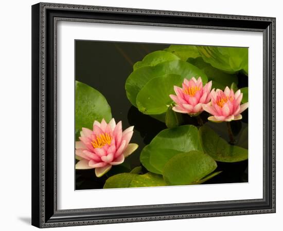 Pink and White Hardy Water Lilies, Kenilworth Aquatic Gardens, Washington DC, USA-Corey Hilz-Framed Photographic Print