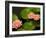 Pink and White Hardy Water Lilies, Kenilworth Aquatic Gardens, Washington DC, USA-Corey Hilz-Framed Photographic Print