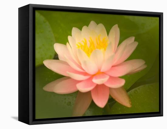 Pink and White Hardy Water Lily, Union Mills, Westminster, Maryland, USA-Corey Hilz-Framed Premier Image Canvas