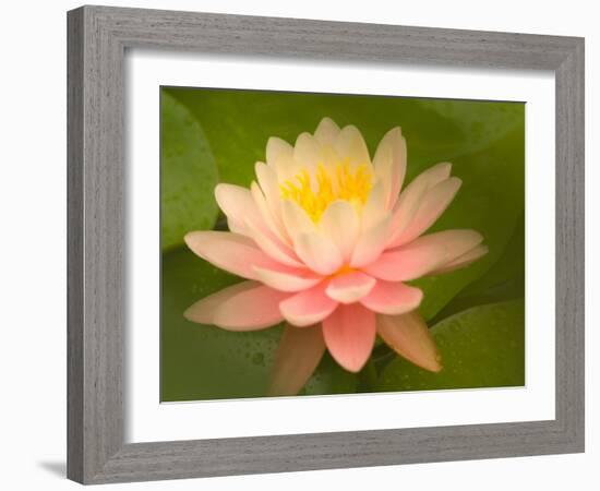 Pink and White Hardy Water Lily, Union Mills, Westminster, Maryland, USA-Corey Hilz-Framed Photographic Print