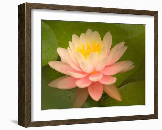 Pink and White Hardy Water Lily, Union Mills, Westminster, Maryland, USA-Corey Hilz-Framed Photographic Print