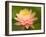 Pink and White Hardy Water Lily, Union Mills, Westminster, Maryland, USA-Corey Hilz-Framed Photographic Print