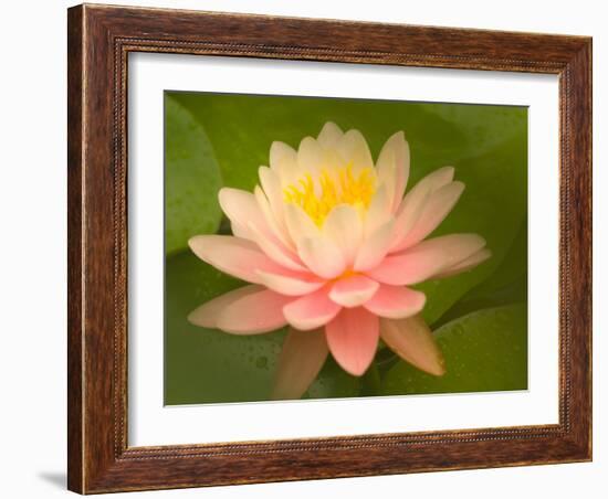 Pink and White Hardy Water Lily, Union Mills, Westminster, Maryland, USA-Corey Hilz-Framed Photographic Print