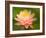 Pink and White Hardy Water Lily, Union Mills, Westminster, Maryland, USA-Corey Hilz-Framed Photographic Print