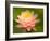 Pink and White Hardy Water Lily, Union Mills, Westminster, Maryland, USA-Corey Hilz-Framed Photographic Print