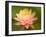 Pink and White Hardy Water Lily, Union Mills, Westminster, Maryland, USA-Corey Hilz-Framed Photographic Print