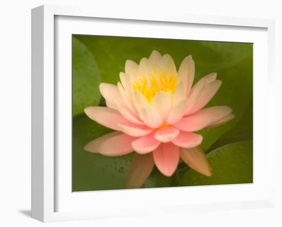 Pink and White Hardy Water Lily, Union Mills, Westminster, Maryland, USA-Corey Hilz-Framed Photographic Print