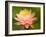 Pink and White Hardy Water Lily, Union Mills, Westminster, Maryland, USA-Corey Hilz-Framed Photographic Print