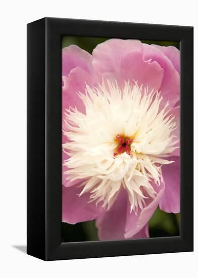 Pink and White Peony I-Karyn Millet-Framed Premier Image Canvas