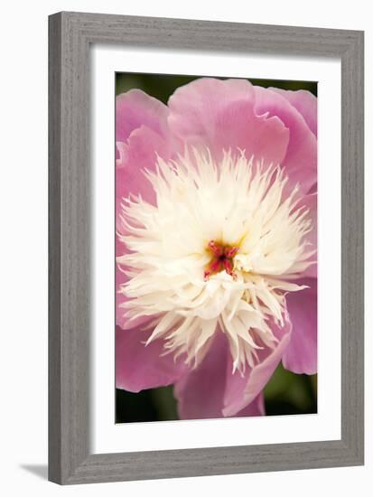 Pink and White Peony I-Karyn Millet-Framed Photographic Print