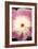 Pink and White Peony I-Karyn Millet-Framed Photographic Print