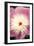 Pink and White Peony I-Karyn Millet-Framed Photographic Print