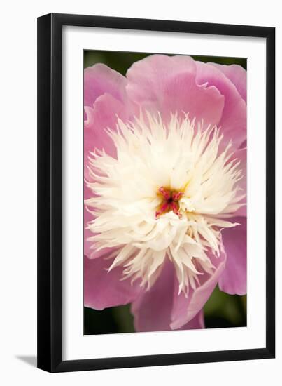 Pink and White Peony I-Karyn Millet-Framed Photographic Print