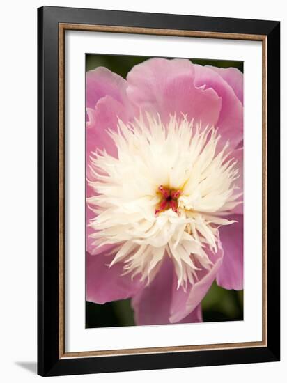 Pink and White Peony I-Karyn Millet-Framed Photographic Print