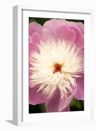 Pink and White Peony I-Karyn Millet-Framed Photographic Print