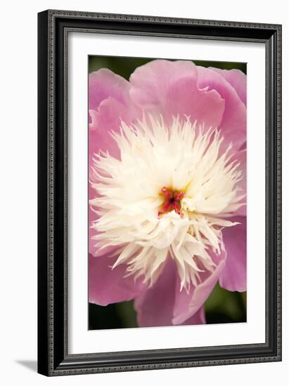 Pink and White Peony I-Karyn Millet-Framed Photographic Print