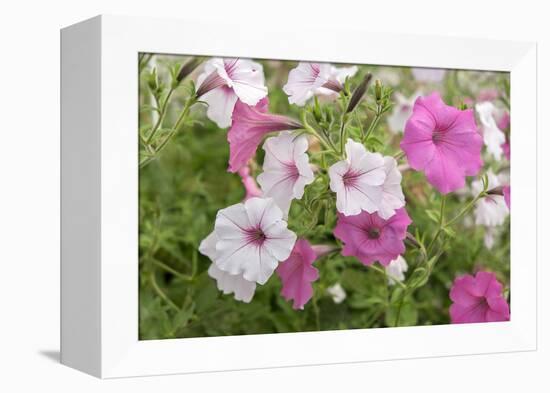 Pink and white petunias, USA-Lisa Engelbrecht-Framed Premier Image Canvas
