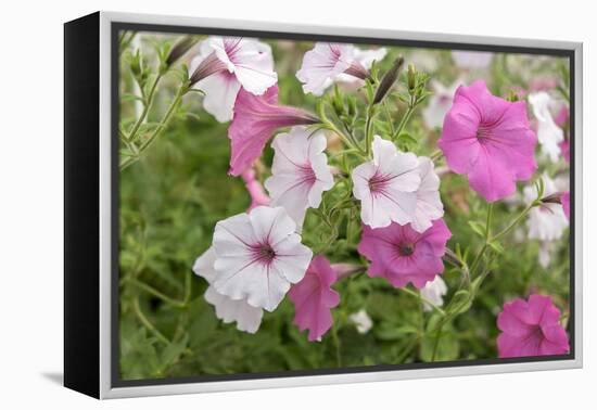 Pink and white petunias, USA-Lisa Engelbrecht-Framed Premier Image Canvas