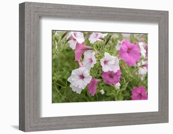 Pink and white petunias, USA-Lisa Engelbrecht-Framed Photographic Print