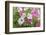 Pink and white petunias, USA-Lisa Engelbrecht-Framed Photographic Print