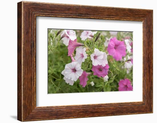 Pink and white petunias, USA-Lisa Engelbrecht-Framed Photographic Print