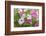 Pink and white petunias, USA-Lisa Engelbrecht-Framed Photographic Print