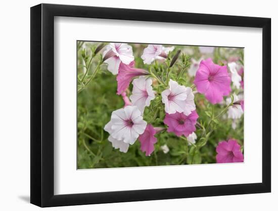 Pink and white petunias, USA-Lisa Engelbrecht-Framed Photographic Print