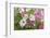 Pink and white petunias, USA-Lisa Engelbrecht-Framed Photographic Print