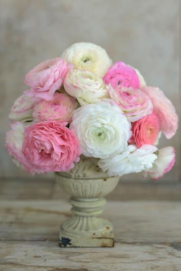 Pink And White Ranunculus In Floral Arrangement Photographic Print Georgianna Lane Art Com