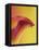 Pink and Yellow Calla Lily-Clive Nichols-Framed Premier Image Canvas