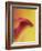 Pink and Yellow Calla Lily-Clive Nichols-Framed Photographic Print