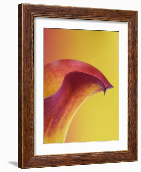 Pink and Yellow Calla Lily-Clive Nichols-Framed Photographic Print