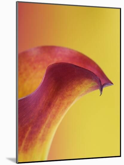 Pink and Yellow Calla Lily-Clive Nichols-Mounted Photographic Print