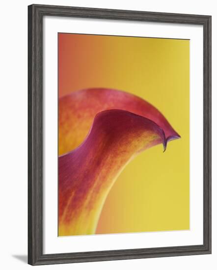 Pink and Yellow Calla Lily-Clive Nichols-Framed Photographic Print