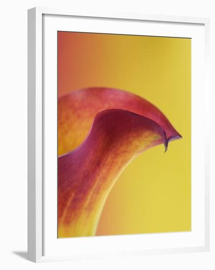 Pink and Yellow Calla Lily-Clive Nichols-Framed Photographic Print